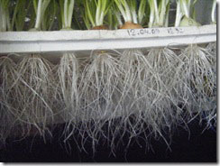 Выращивание зеленого лука на гидропонике