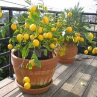 Выращиваем лимонное дерево на гидропонике