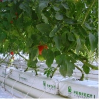 Выращиваем томатную рассаду при помощи гидропонной системы