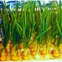 Выращивание зеленого лука на гидропонике