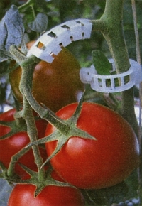 как подвязать томаты в гидропонной системе фото
