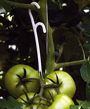 как подвязать томаты в гидропонной системе фото