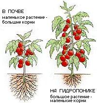 Гидропоника своими руками